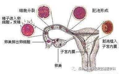 拾卵过程（输卵管拾卵过程）-图3