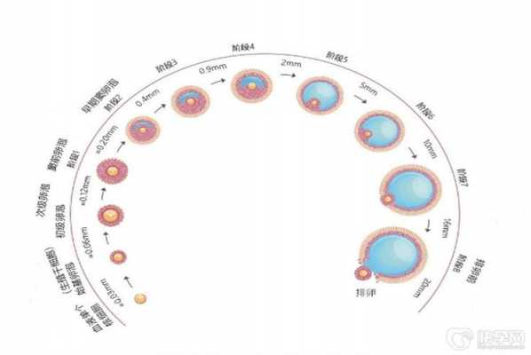 卵子生长过程（卵的生长过程）-图2