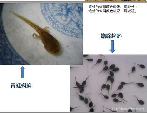 金蟾卵孵化过程图片（金蟾产卵怎么孵化）-图1