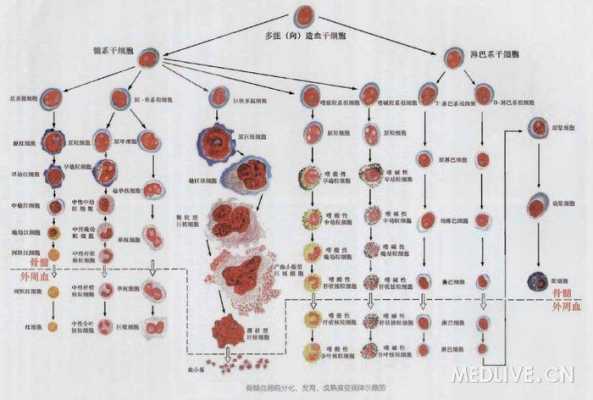 正常血细胞分化过程（血细胞分化发育图）-图1