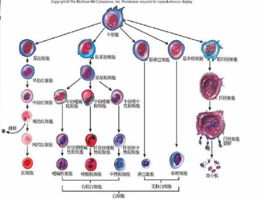 正常血细胞分化过程（血细胞分化发育图）-图2