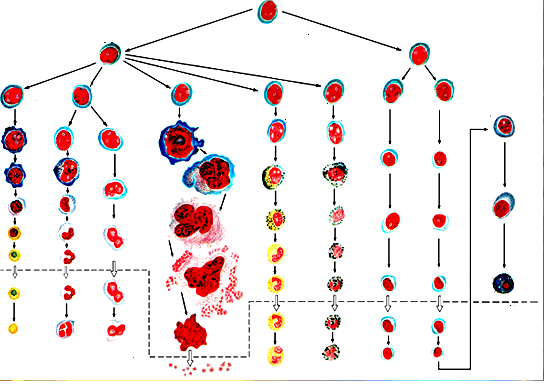 正常血细胞分化过程（血细胞分化发育图）-图3
