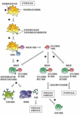 免疫应答的类型及过程（免疫应答的类型及过程是）-图2