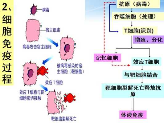 抗体再次刺激过程（抗体再次刺激过程是什么）-图2