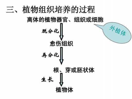 为植物组织培养过程（植物组织培养过程中的脱）-图2