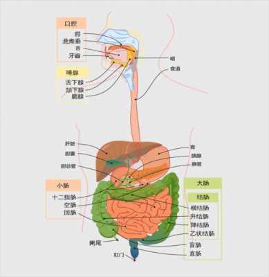 人体消化过程是指（人体的消化系统过程）-图1