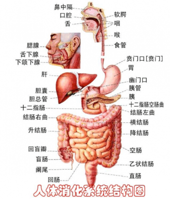 人体消化过程是指（人体的消化系统过程）-图3