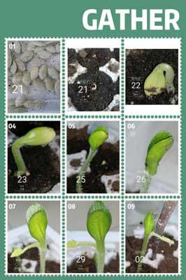 观察种子发芽过程发现（观察种子发芽过程发现了什么）-图3
