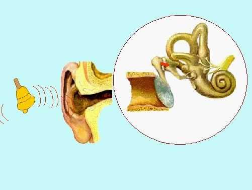 听觉加工过程（听觉刺激加工中枢是什么）-图2