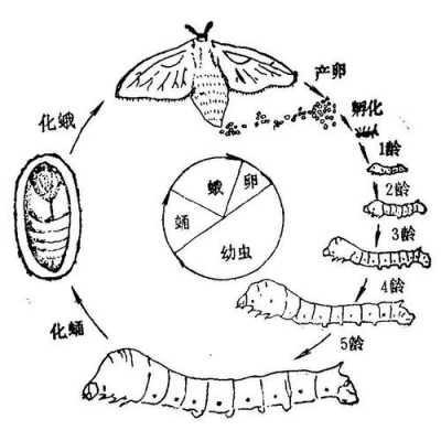蚕变态发育过程报告（蚕这样完全变态发育的生物还有哪些）-图1