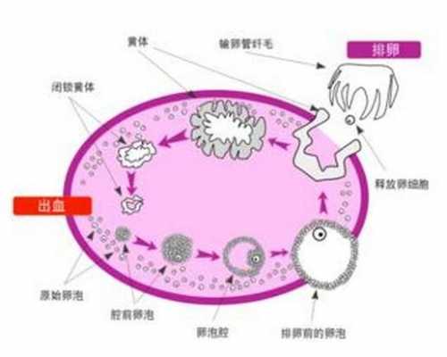 卵泡期的过程（卵泡期百科）-图2