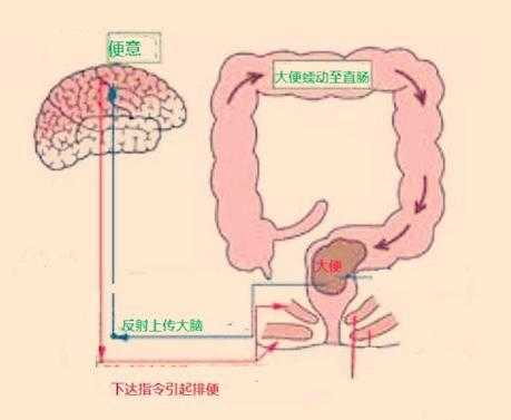 人体粪便形成过程（人体粪便形成过程视频）-图3