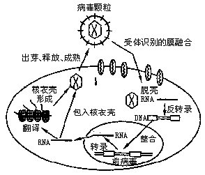 病毒侵染细胞的过程（病毒侵染细胞的过程图片）-图2