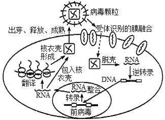 病毒侵染细胞的过程（病毒侵染细胞的过程图片）-图3
