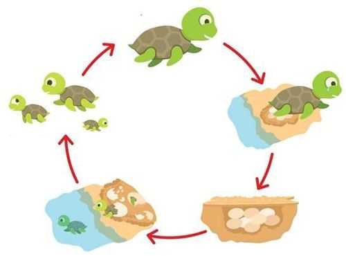 乌龟形成的过程图（乌龟的形成过程是什么）-图1
