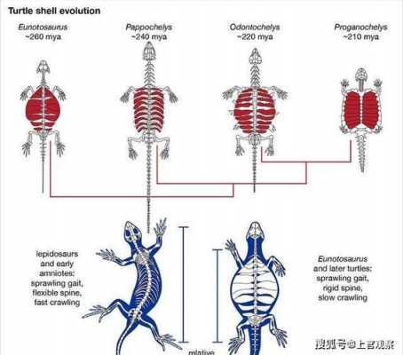 乌龟形成的过程图（乌龟的形成过程是什么）-图3