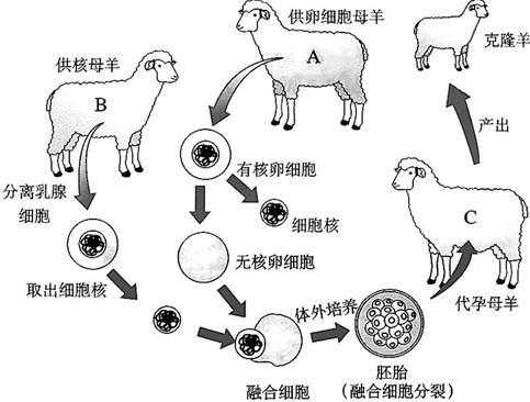 病毒克隆的过程（如何克隆病原微生物的致病相关基因）-图3