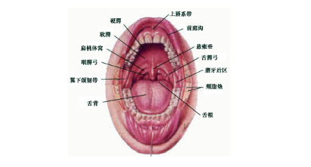 口腔溃疡形成的过程（口腔溃疡形成过程3d视频讲解）-图1