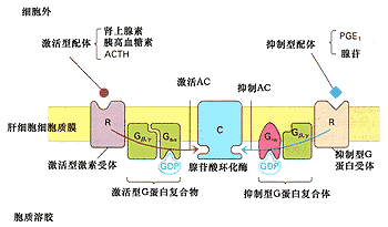 g蛋白偶联过程（g蛋白偶联）-图1