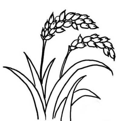 成熟水稻简笔画过程（成熟水稻简笔画过程视频）-图2