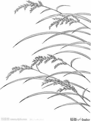 成熟水稻简笔画过程（成熟水稻简笔画过程视频）-图3