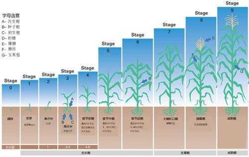 玉米生育过程（玉米生育时期划分图）-图2