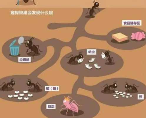 蚂蚁分割食物的过程（蚂蚁分割食物的过程视频）-图1