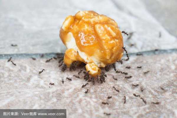 蚂蚁分割食物的过程（蚂蚁分割食物的过程视频）-图2