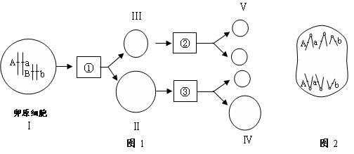 图中1表示什么过程（图中表示的含义是什么）-图3