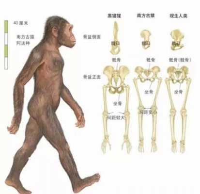 人进化过程图片大全（人进化史图）-图3