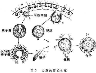 团藻生殖过程（团藻生殖过程图）-图1