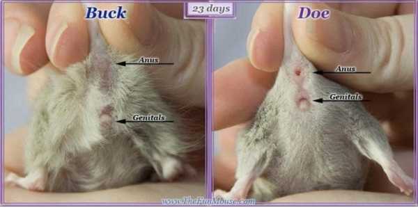 老鼠生长过程（老鼠生长过程图片）-图2