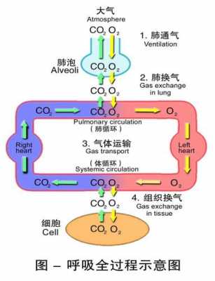 呼吸全过程包括（呼吸全过程包括哪些连续的环节）-图1