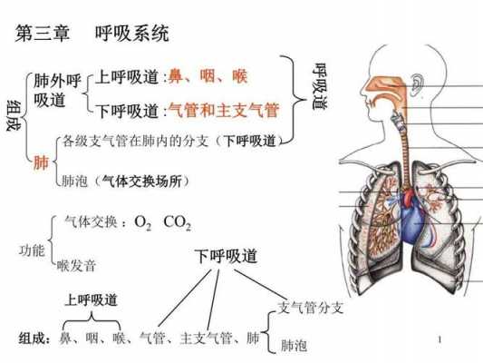 呼吸全过程包括（呼吸全过程包括哪些连续的环节）-图2