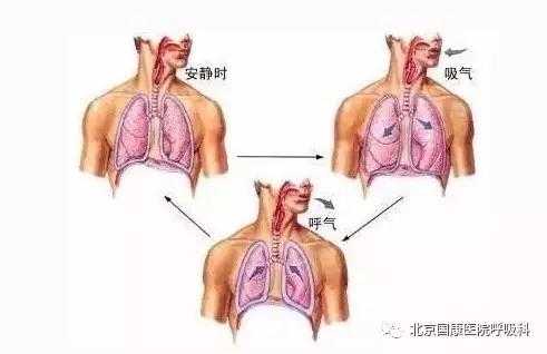 呼吸全过程包括（呼吸全过程包括哪些连续的环节）-图3