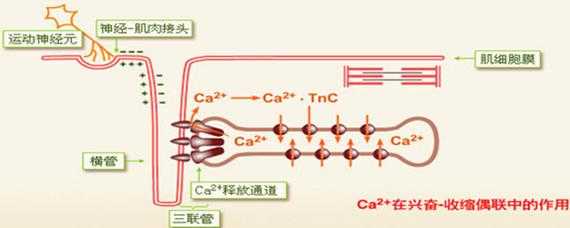 兴奋-收缩偶联基本过程（兴奋收缩联偶联的结构基础）-图2