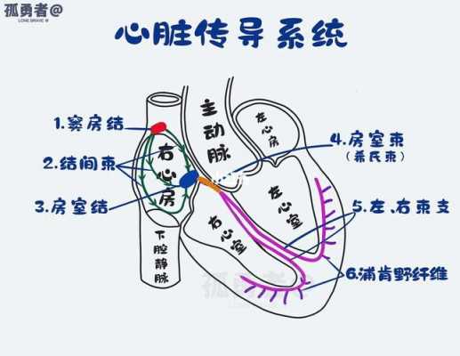 心肌的传导过程（心肌的传导过程包括）-图3