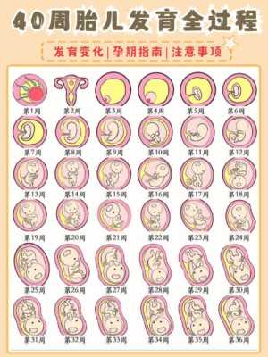 男女胎儿形成过程（胎宝宝男女发育过程）-图2