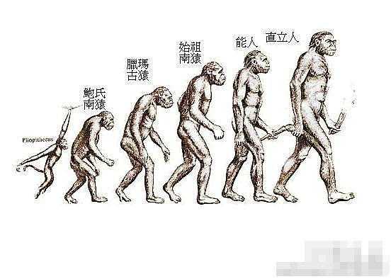 猿人到人进化过程（猿人到人进化过程图片）-图1