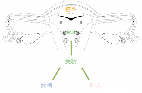 精子射入女内过程的简单介绍-图2