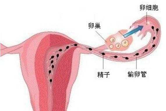 精子射入女内过程的简单介绍-图3