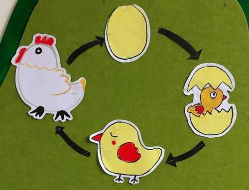 小鸡孵蛋的过程（小鸡孵蛋的过程怎么写）-图2