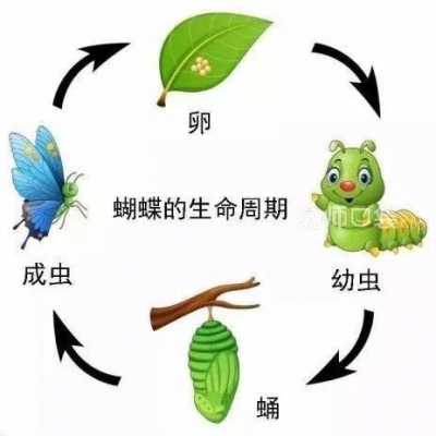 毛毛虫蜕变蝴蝶的过程（毛毛虫变蝴蝶的变化过程）-图1