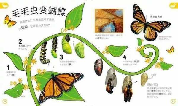 毛毛虫蜕变蝴蝶的过程（毛毛虫变蝴蝶的变化过程）-图3