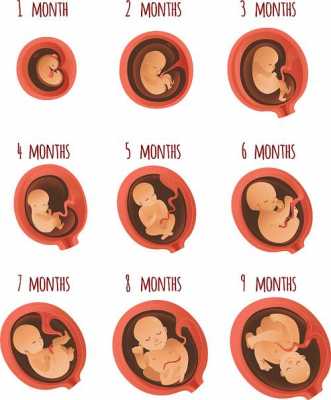 胚胎的过程图片（胚胎的过程图片高清）-图1